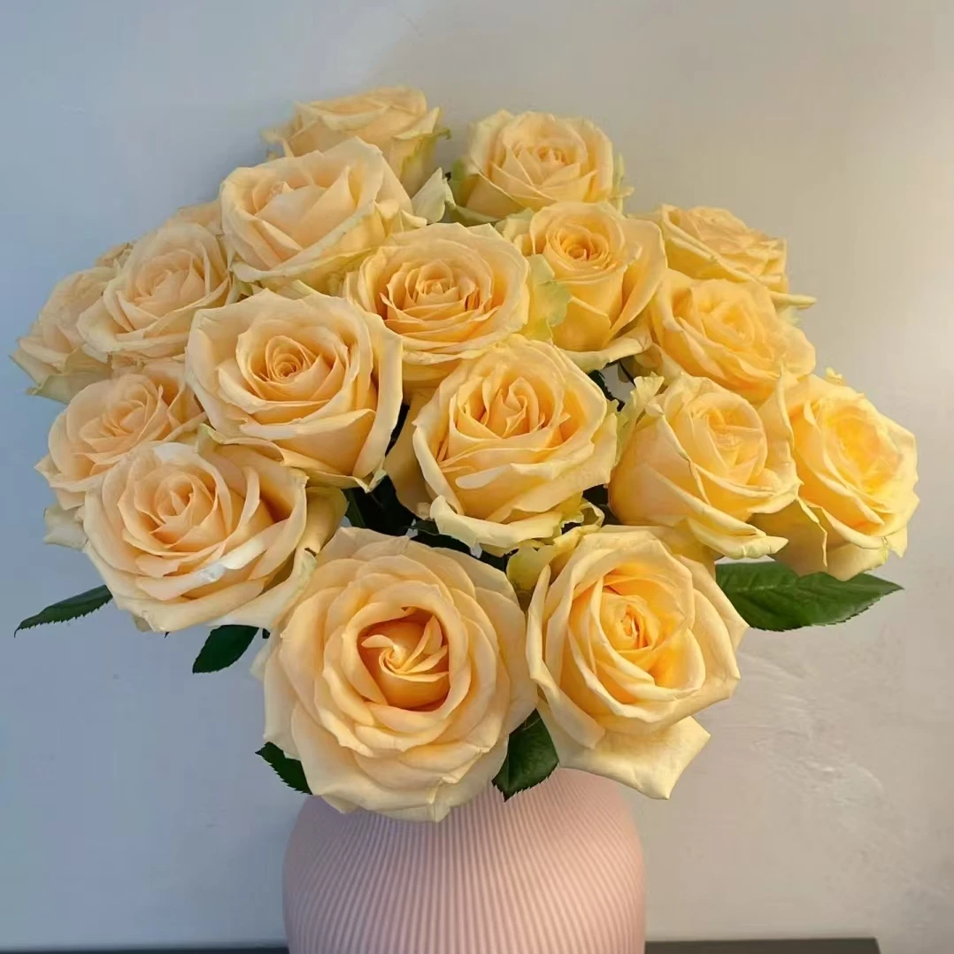 【蜜桃雪山香槟玫瑰】10枝昆明鲜花批发次日达顺丰包邮到家 冷丰鲜花基地直发