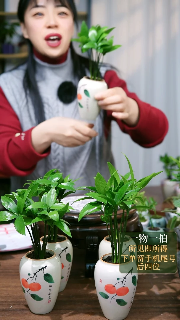 【闪购商品】19事事如意竹柏随机