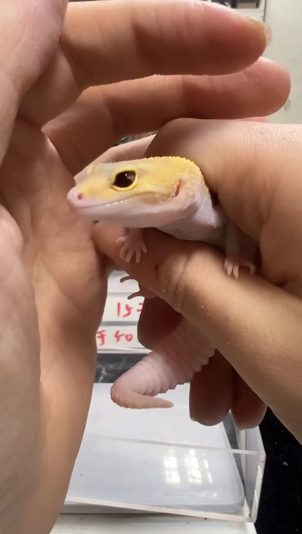 豹纹守宫豹纹守宫53