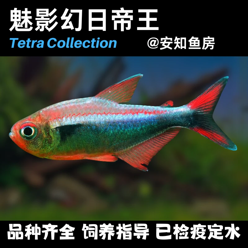 魅影幻日帝王热带观赏鱼灯科鱼淡水观赏鱼