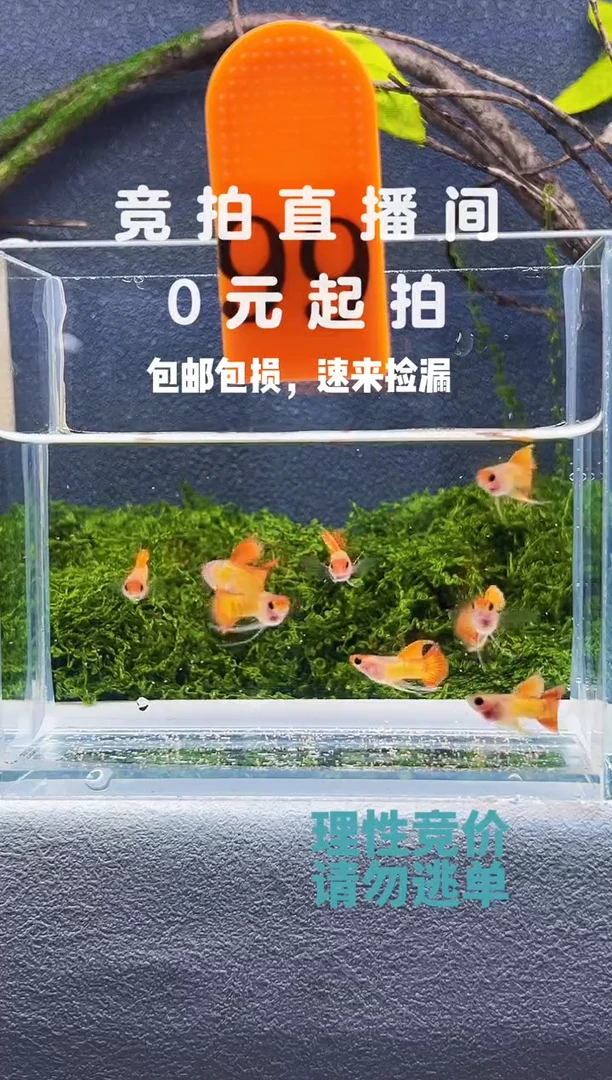 孔雀鱼皇家落日长公8条编号99