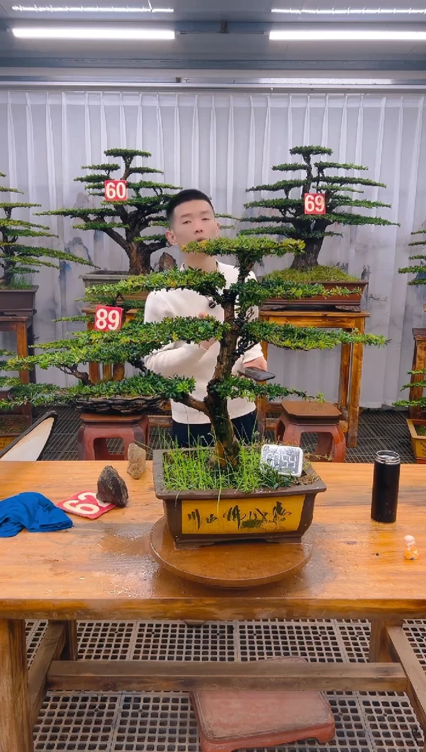 【闪购商品】紫砂精品盆景直播间一物一拍