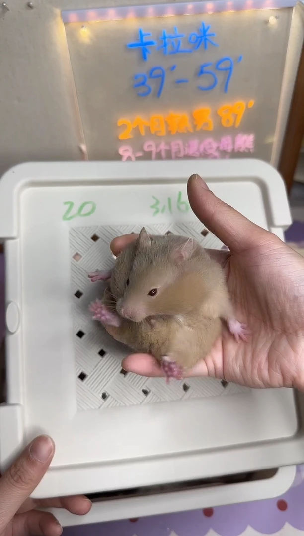 20号3月16金丝熊仓鼠藤盒发货