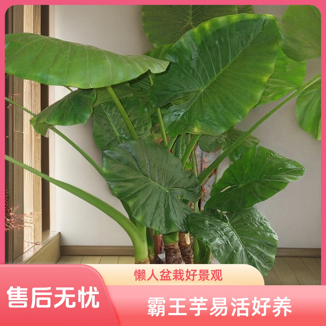 懒人水土培盆景大叶好养霸王芋滴水观音老桩客厅室内盆栽