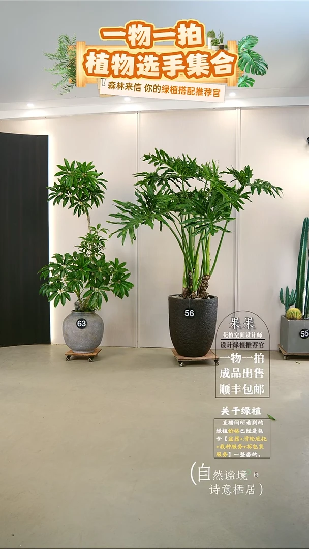 完全开放M****D大老桩龙鳞春羽连盆种好栽好一整套送货上门