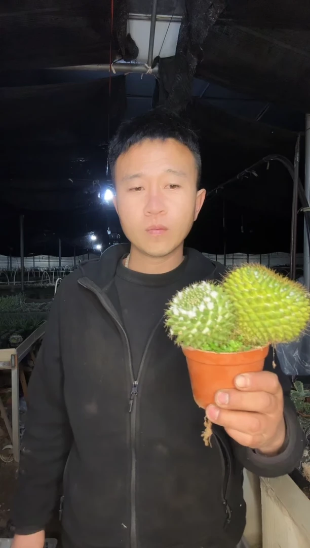 【闪购商品】双头银洋丸11111