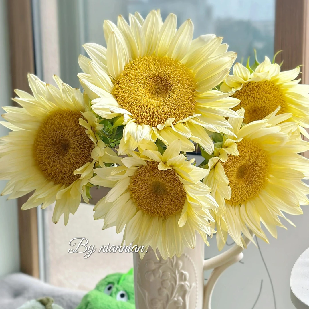 明日达【 5支 奶油向日葵】鲜花任意两单顺丰送货上门