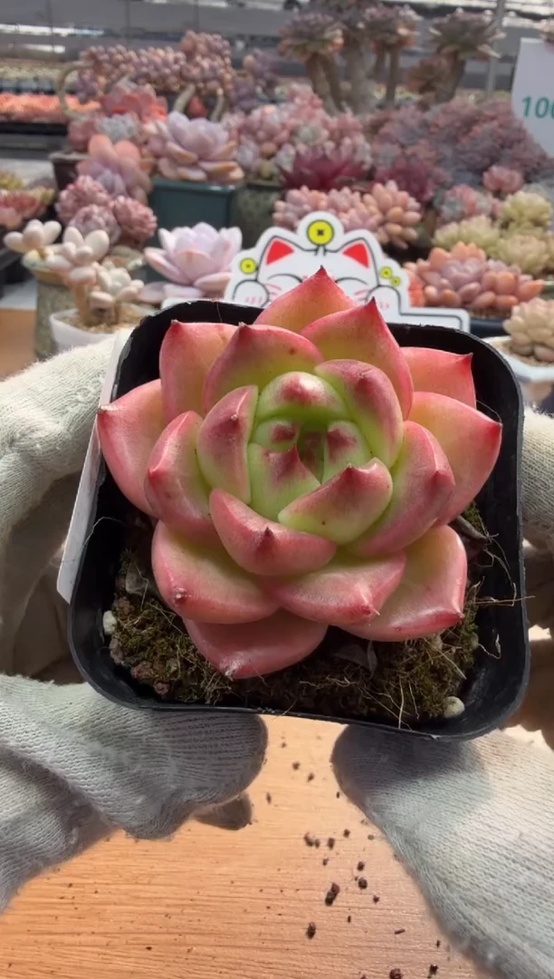 东云多肉园三店-21