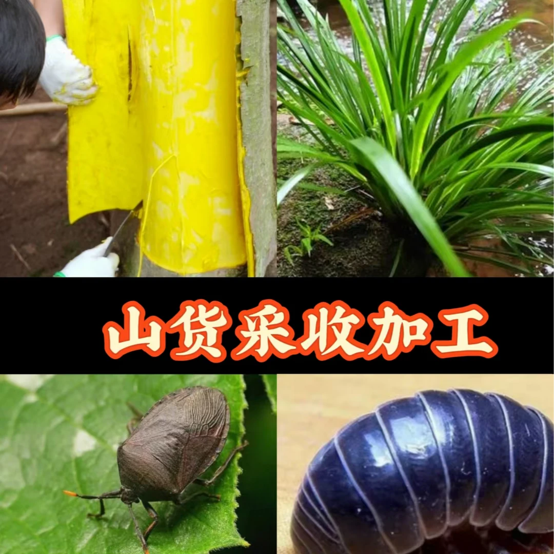 农村代收点必备  山货采收加工方法工具书