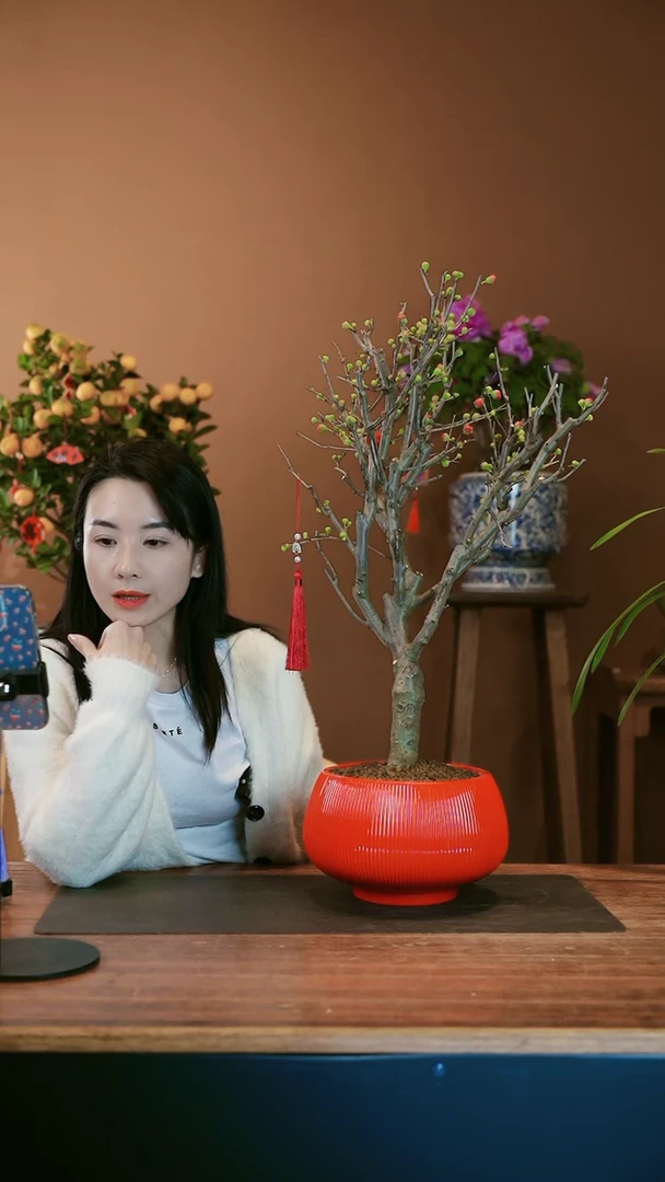 【闪购商品】盆景海棠花