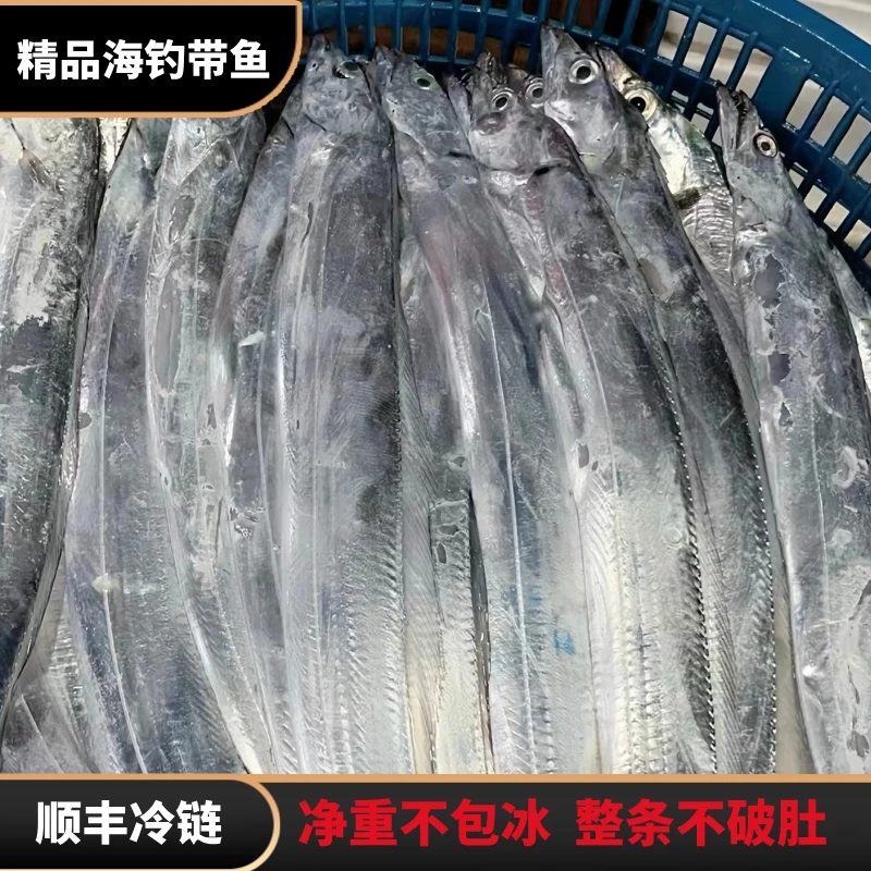 深海钓带鱼 整条发货 顺丰发货  七两左右/条