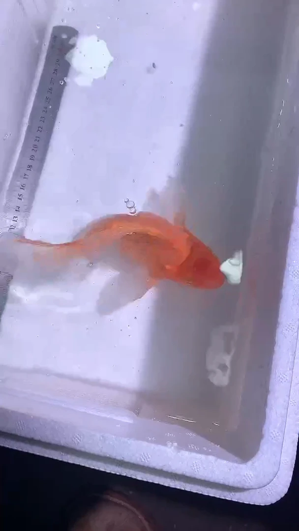 蝴蝶鲤鱼蝴蝶鲤直播选鱼专用链接 凭开箱视频售后