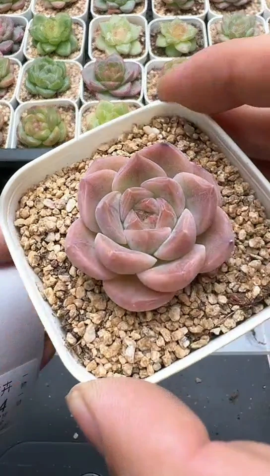 973F云禹多肉植物 默认脱土纸巾打包 3颗包邮
