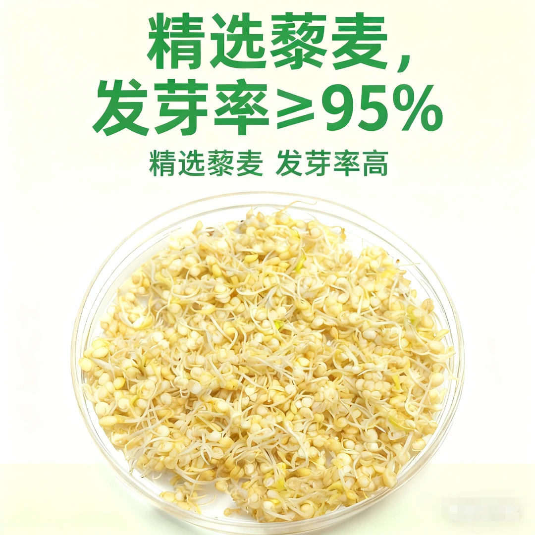 内蒙高原优选新鲜白藜麦米五谷杂粮代餐粥营养饱腹可发芽藜麦