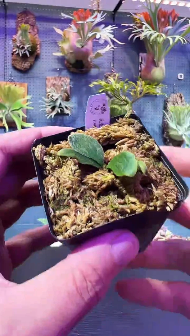 完全开放Watchara 特选2