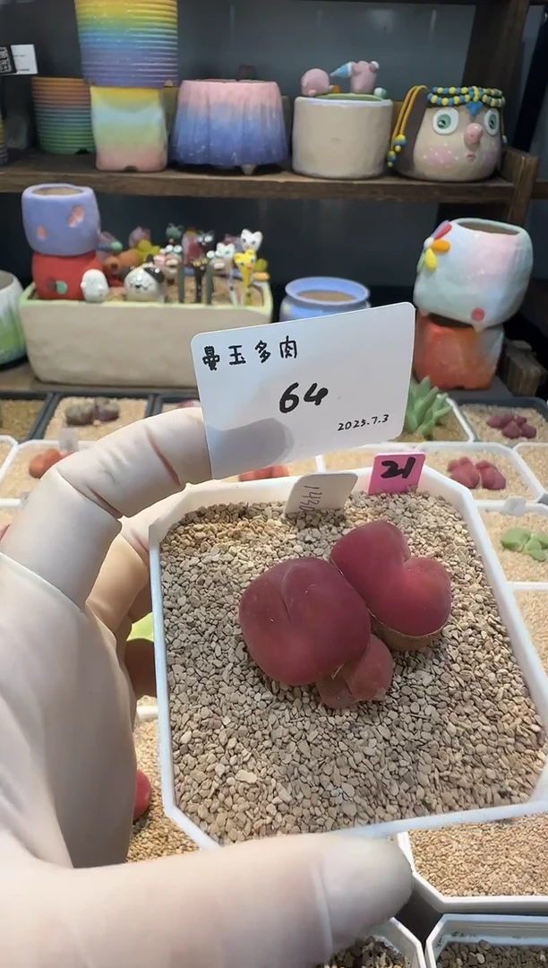 ❤****️25.7.3-64多肉多肉