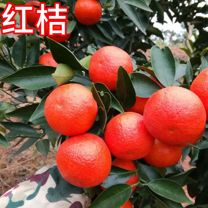 红橘桔子树树苗庭院嫁接苗盆栽橘子树果苗大橘子苗南北方当年结果