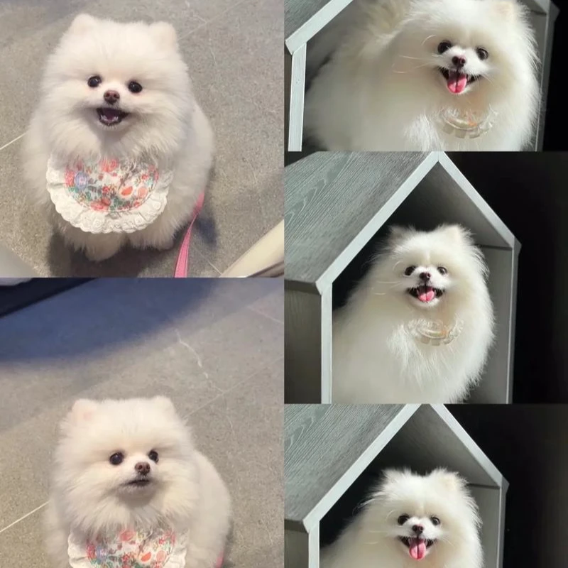 小雨萌宠狗舍比熊泰迪博美雪纳瑞美卡马尔济斯专属链接