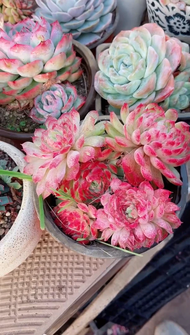 【闪购商品】12123