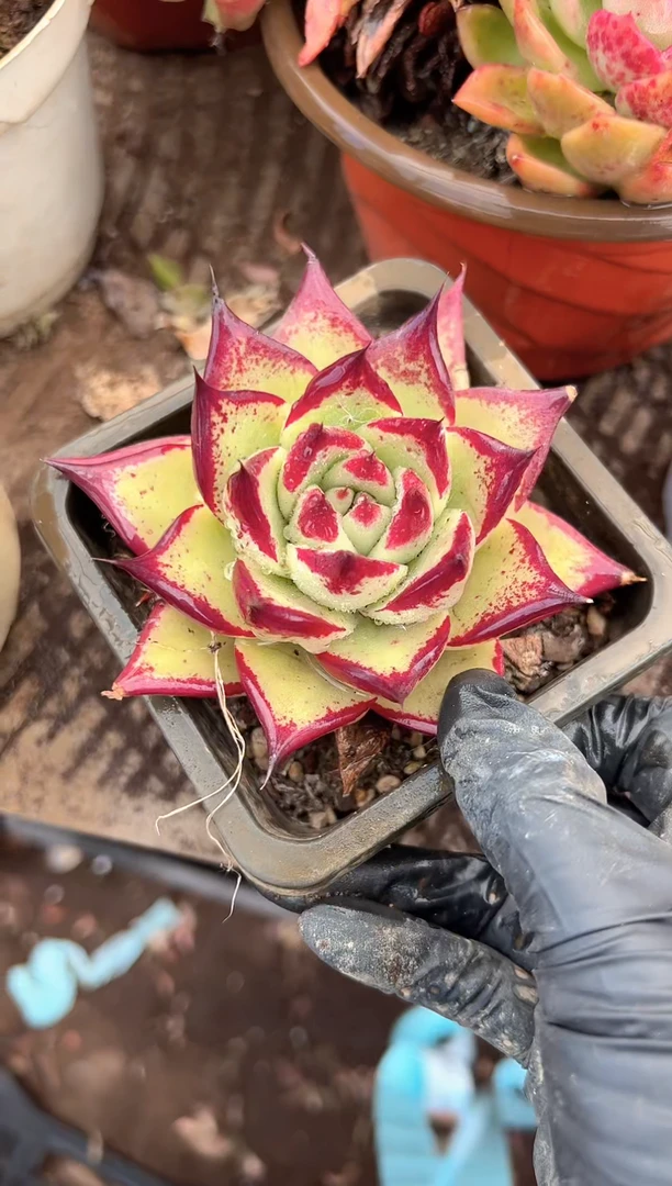 瑞*多肉植物一物一拍24374