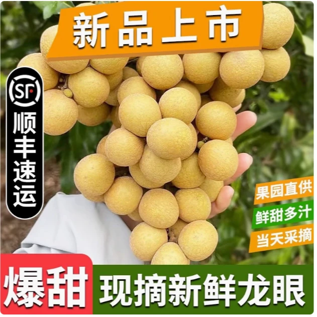 【顺丰包邮】新鲜现摘石硖龙眼肉厚核小清甜多汁当季水果鲜石硖龙眼