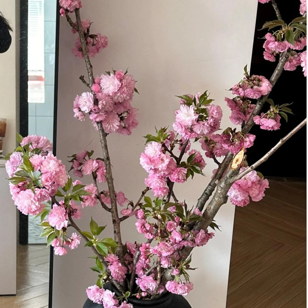 日本晚樱 鲜切枝带花苞发货 春季限定高级花材