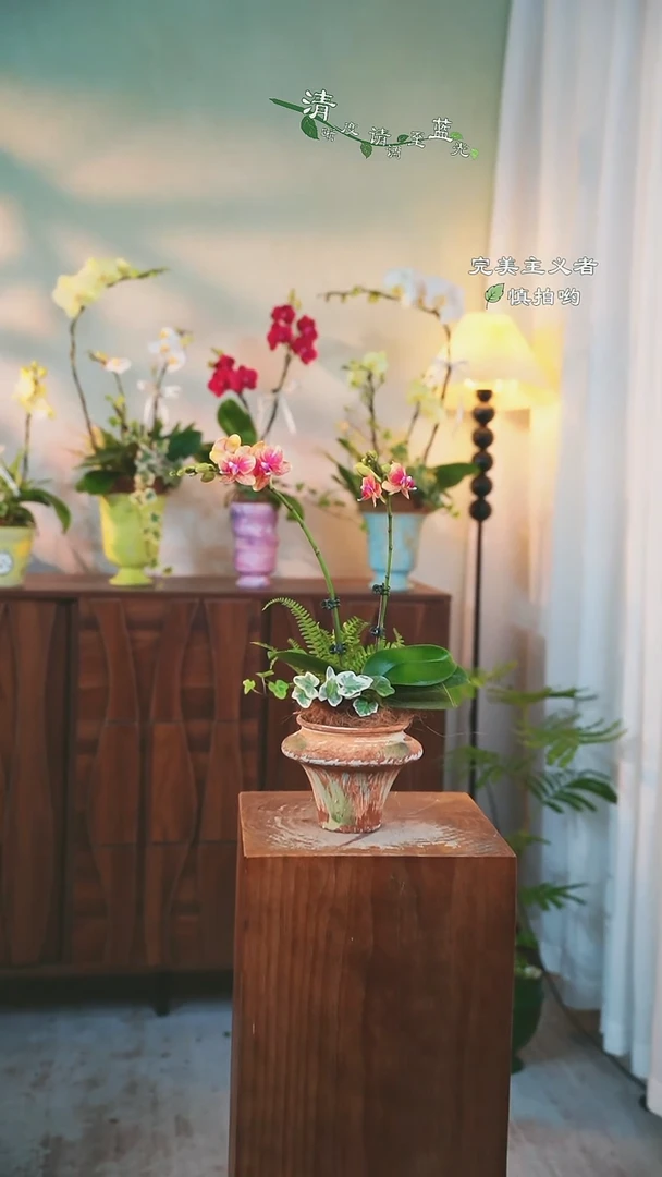 以实际为准蝴蝶兰组合盆栽88