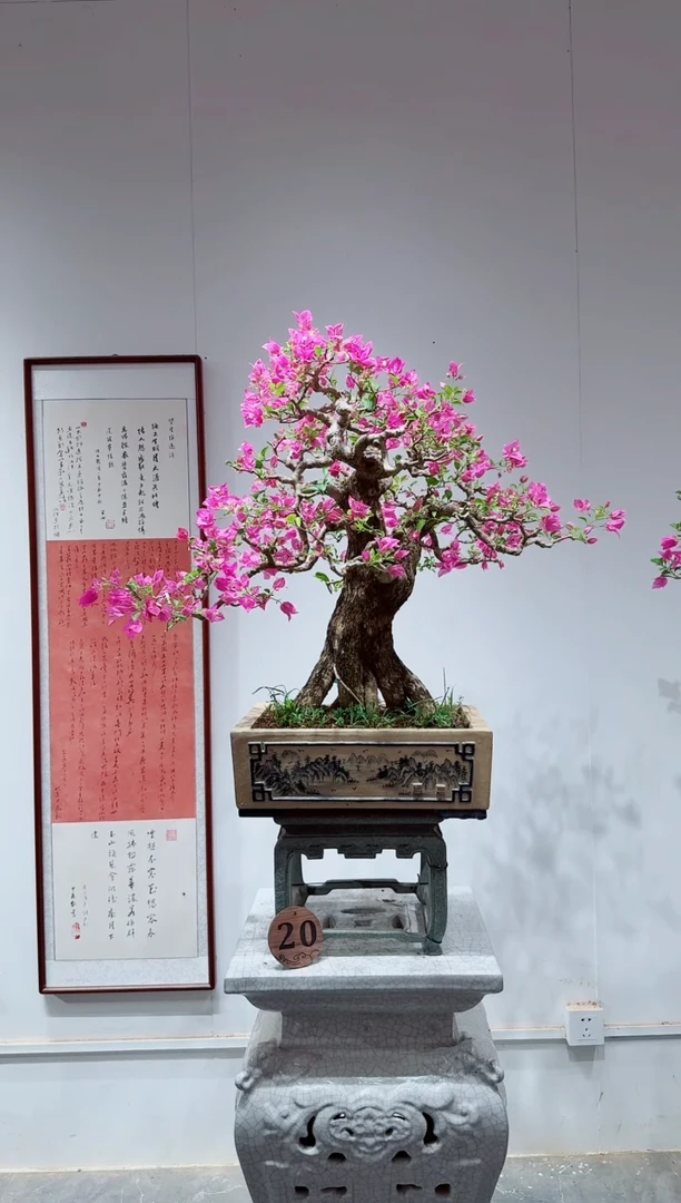 无花朵孤***梦三角梅小叶紫