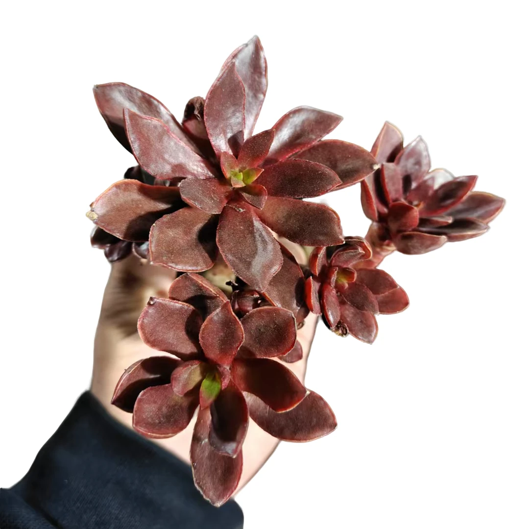 满9.9元包邮 糖果美人脱土 多肉植物 直播间展示为准