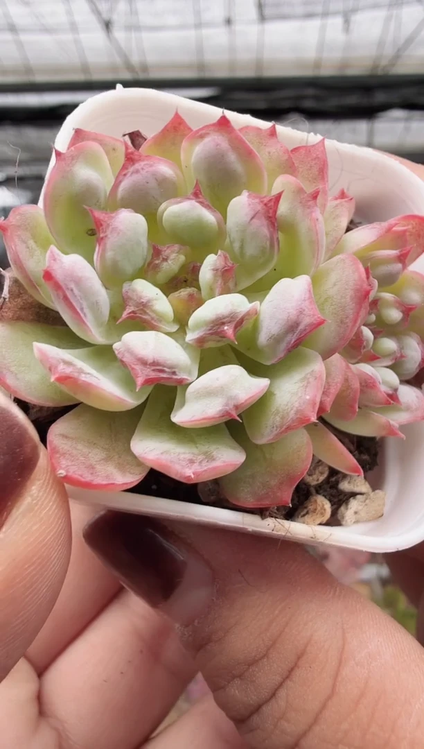 东云多肉园新款-101