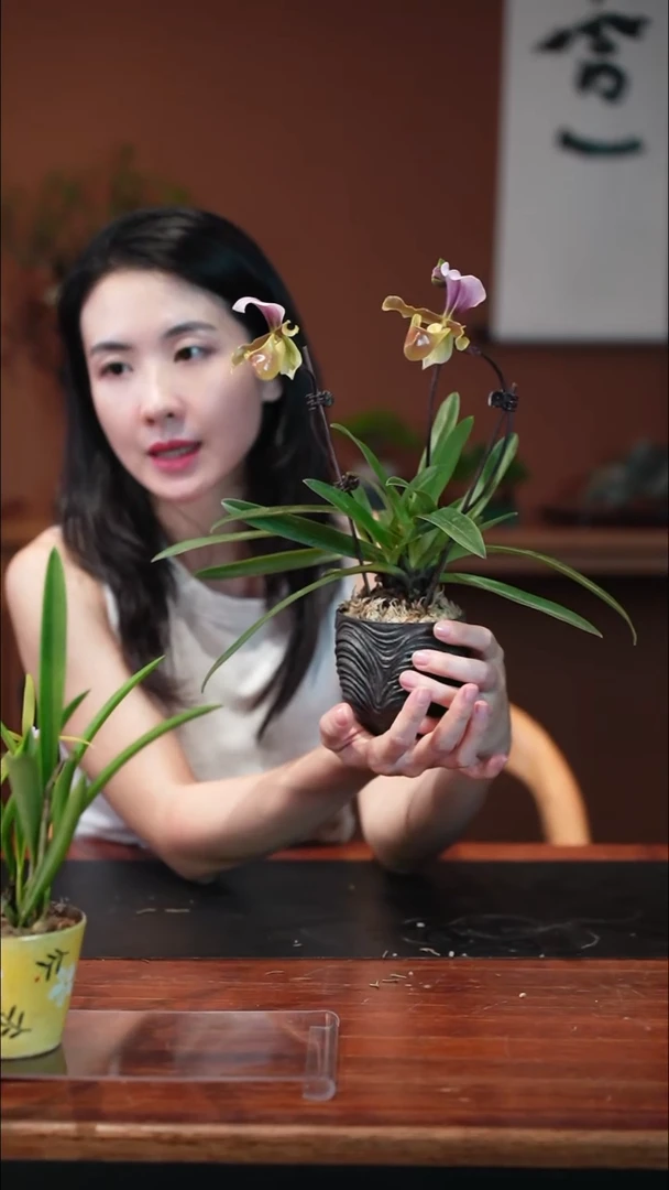 无花朵小叶红旗兜盆景盆景盆景
