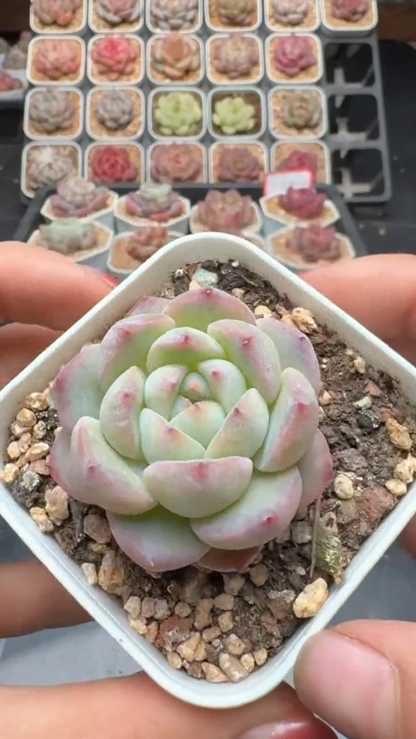 【闪购商品】758号珍妮多肉一物一拍3单包邮