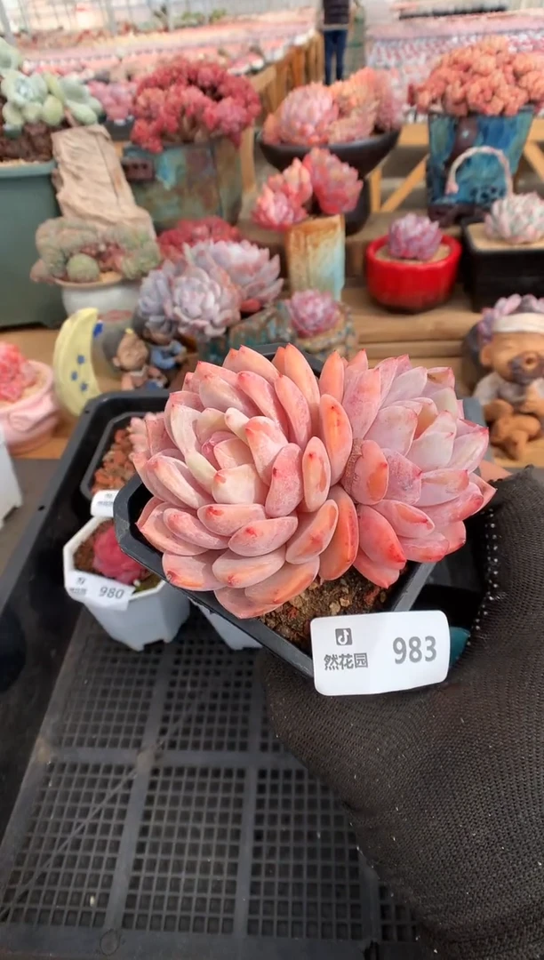 【闪购商品】983雪天使一物一拍