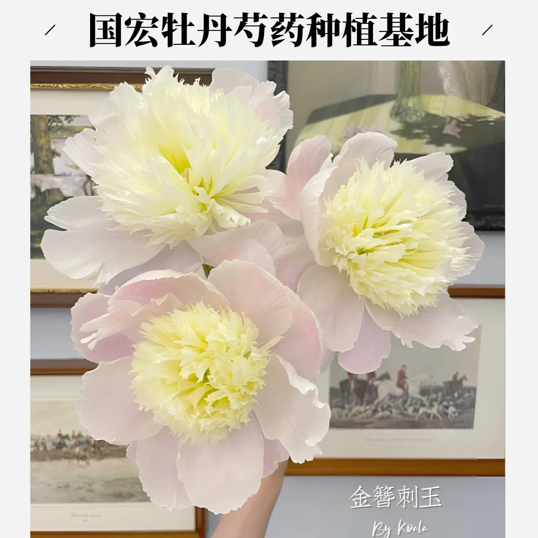 菏泽国宏牡丹芍药种植基地金簪刺玉裸根发货