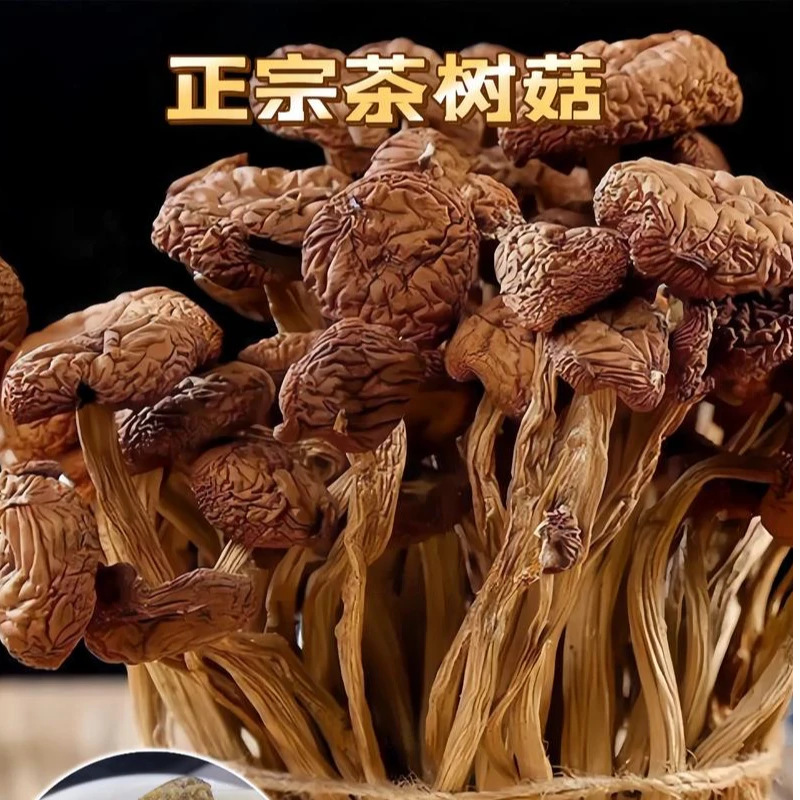云南茶树菇当季新货脆嫩鲜美菇香浓郁可炒菜煲汤