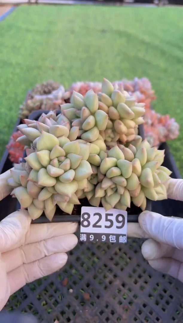 【闪购商品】信福多肉一物一拍