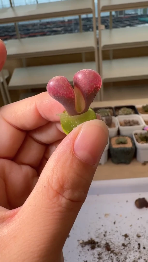 24-45多肉植物肉锥