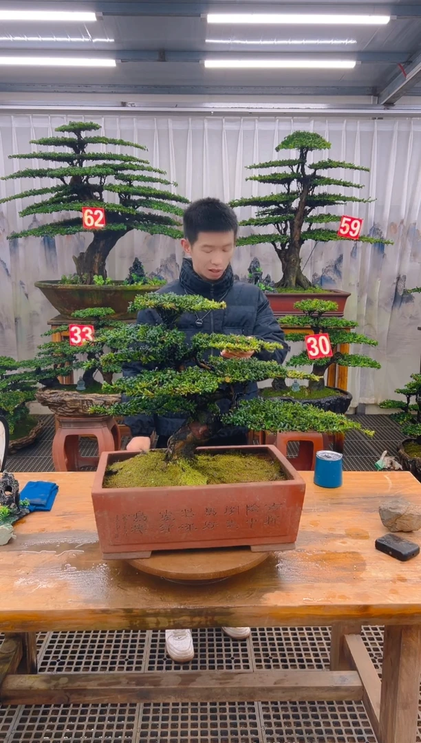 无花朵无*精品盆景直播间一物一拍