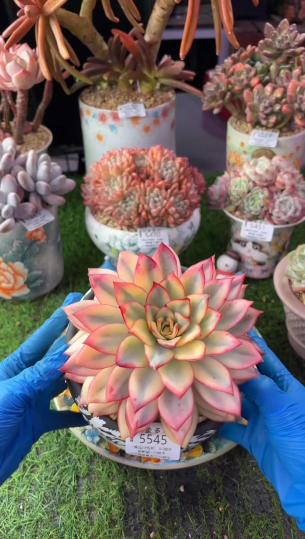 昆明印象多肉5545