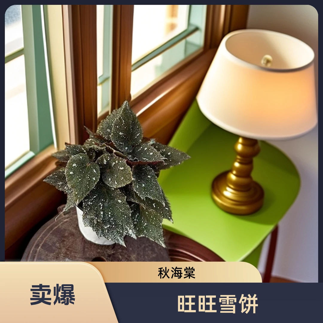 旺旺雪饼 秋海棠热植 福利款不包叶损《两单包邮》