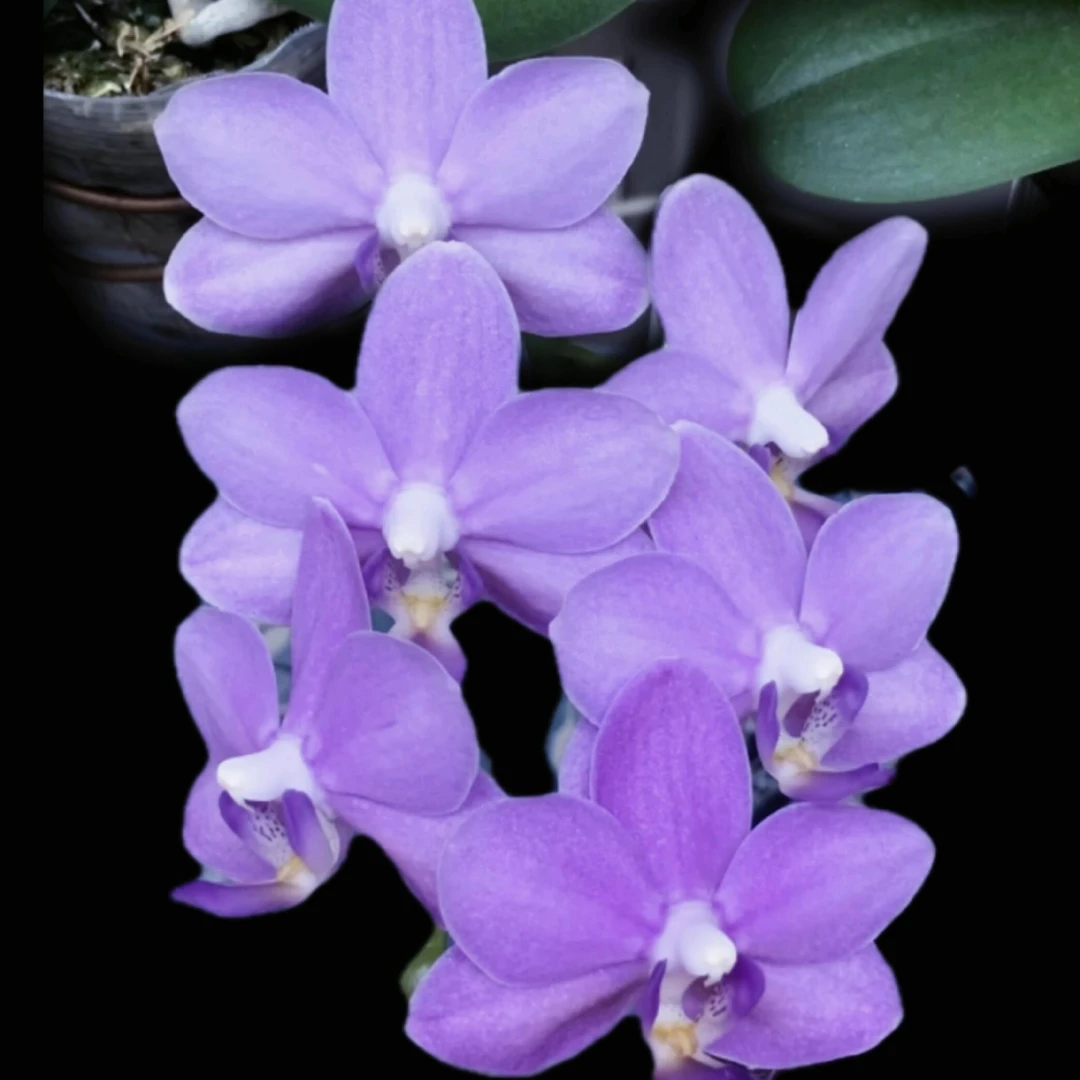 《紫玉铃铛Phal.Yu-Yang Little Peacock 387》原生趣味蝴蝶兰