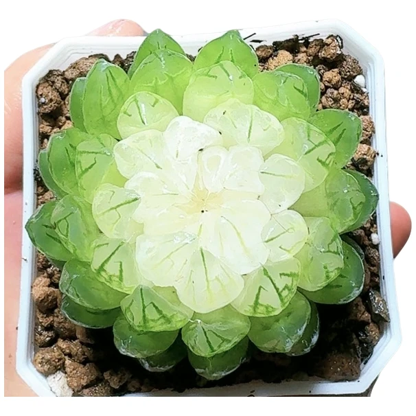 白莲花 白娘子玉露【满十八发货】原盆带土