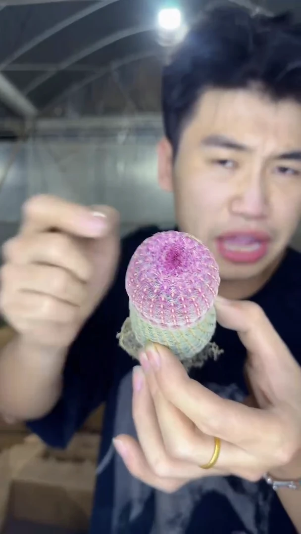 3颗 实生根 红太阳 高5-7cm