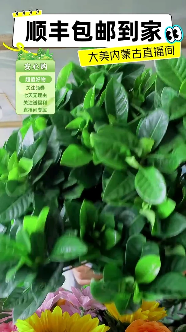 完全开放水培栀子