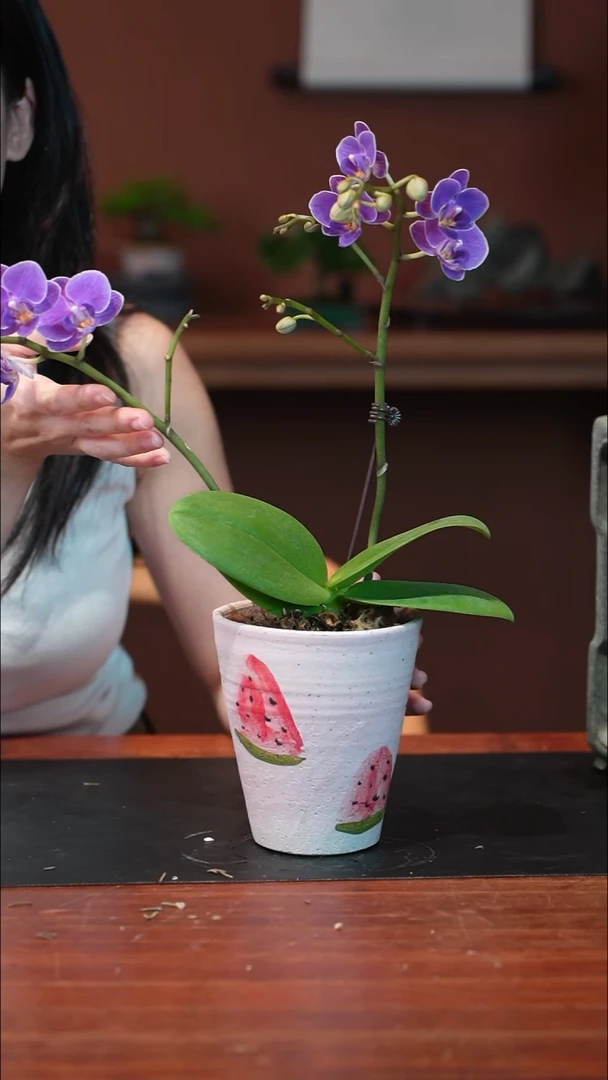 无花朵蝴蝶兰盆景盆景盆景