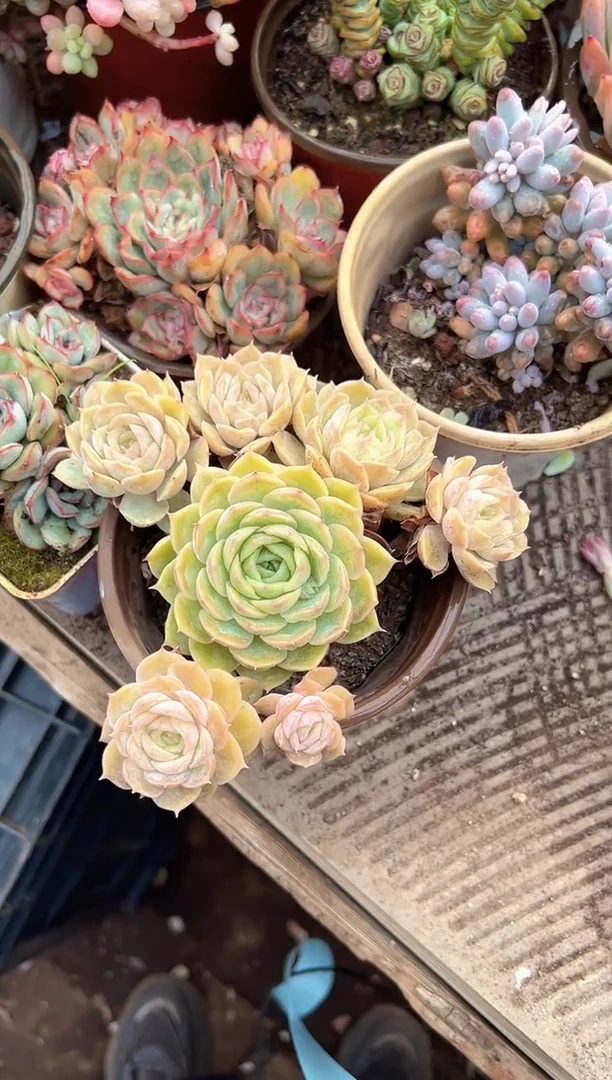 丫*多肉植物一物一拍24219