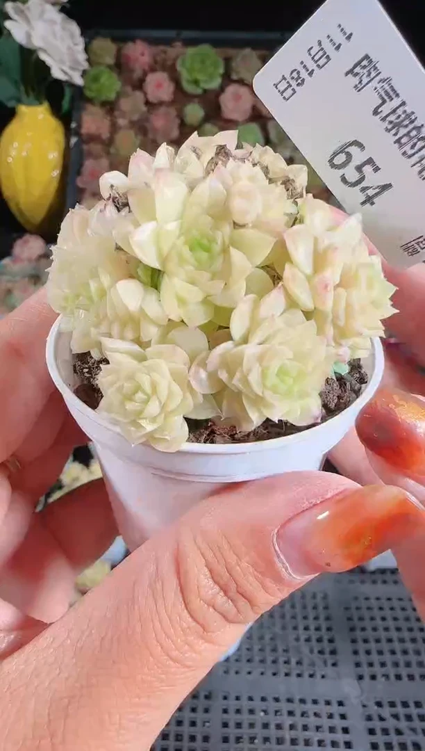 1118-654麦秆群生不包整