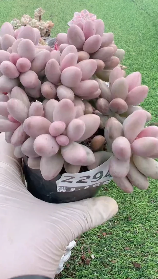 【闪购商品】信福多肉一物一拍