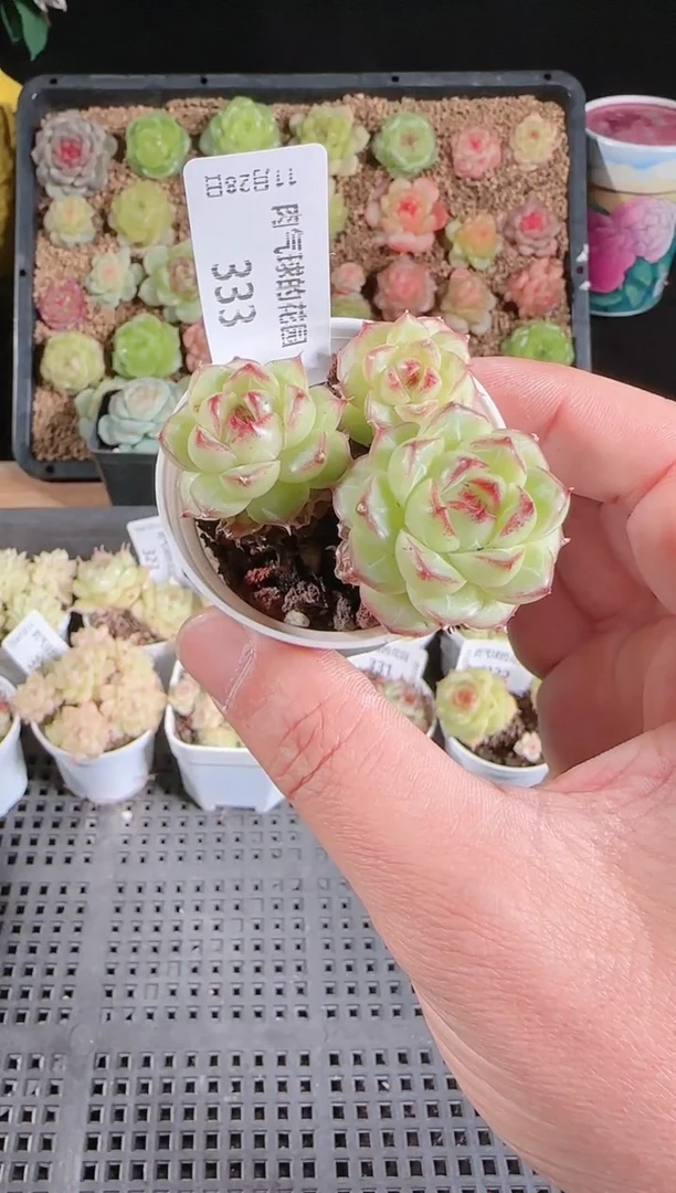 多肉1128-333群生不包整