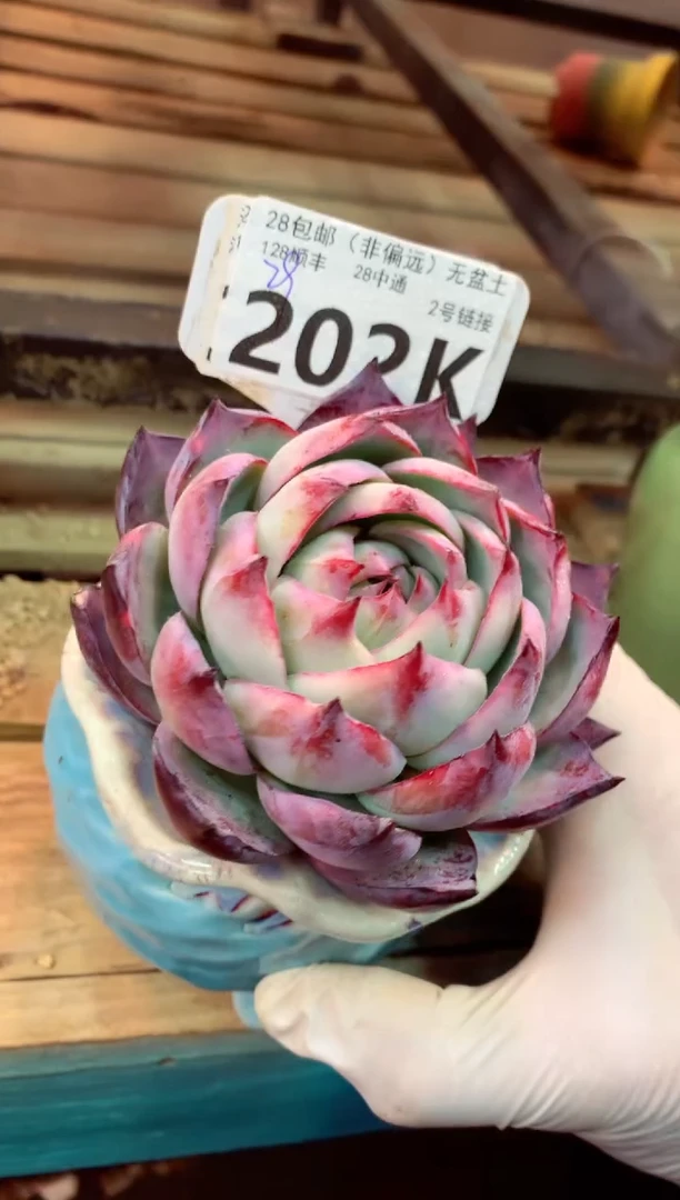 202K（一物一拍，精品多肉，所见即所得 ）